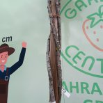 Ambrovník styraxový (Liquidambar styraciflua) ´GUMBALL´- výška 250-300 cm, kont. C55L - TVAROVANÝ TROJKMEŇ